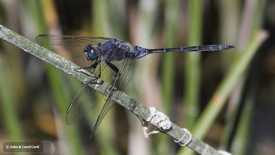 J17_1434 Orthetrum trinacria male.JPG